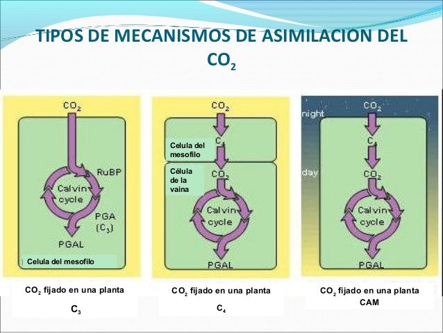 fotosintesis c3 c4 y